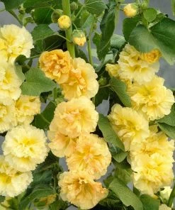 Roots Plants Hollyhock 'Chater's Yellow' |Alcea | 1L Pot Perennials