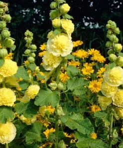 Roots Plants Hollyhock 'Chater's Yellow' |Alcea | 1L Pot Perennials