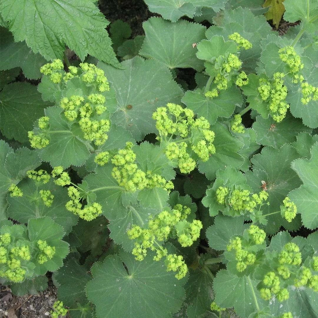 Roots Plants Alchemilla 'Irish Silk' | 10.5cm Pot Perennials 4 Roots Plants Alchemilla 'Irish Silk' | 10.5cm Pot Perennials