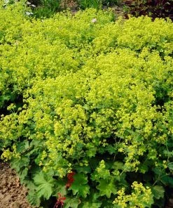 Roots Plants Alchemilla 'Irish Silk' | 10.5cm Pot Perennials 7 Roots Plants Alchemilla 'Irish Silk' | 10.5cm Pot Perennials