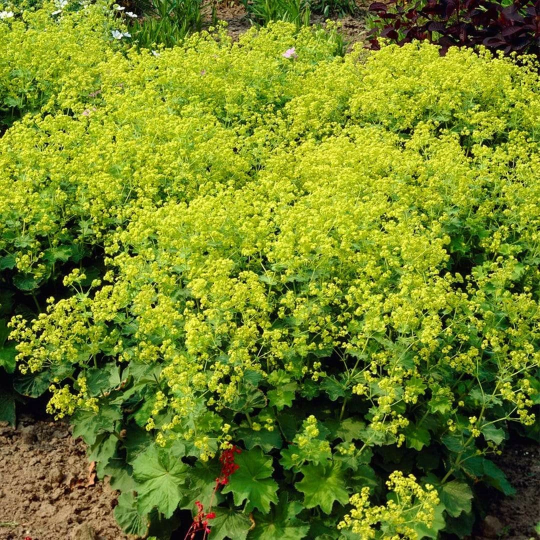 Roots Plants Alchemilla 'Irish Silk' | 10.5cm Pot Perennials 5 Roots Plants Alchemilla 'Irish Silk' | 10.5cm Pot Perennials