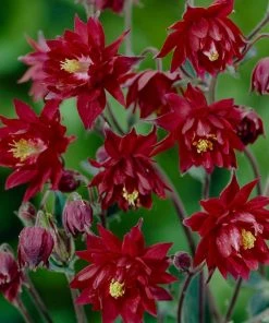 Roots Plants Aquilegia 'Bordeaux Barlow' | 10.5cm Pot Perennials