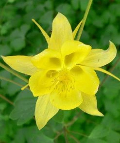 Roots Plants Perennials Aquilegia 'Denver Gold' | 10.5cm Pot