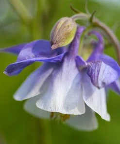 Roots Plants Aquilegia 'Spring Magic Blue & White' 8 Roots Plants Aquilegia 'Spring Magic Blue & White'