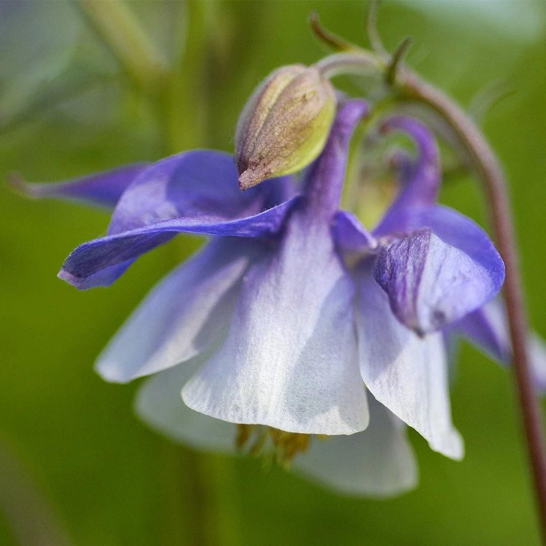Roots Plants Aquilegia 'Spring Magic Blue & White' 5 Roots Plants Aquilegia 'Spring Magic Blue & White'