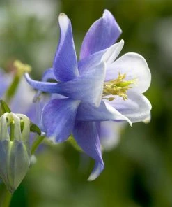 Roots Plants Aquilegia 'Spring Magic Blue & White'