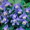 Roots Plants Aquilegia 'Spring Magic Blue & White' 2 Roots Plants Aquilegia 'Spring Magic Blue & White'