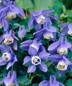 Roots Plants Aquilegia 'Spring Magic Blue & White'