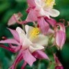 Roots Plants Aquilegia 'Spring Magic Rose & White' Perennials 1 Roots Plants Aquilegia 'Spring Magic Rose & White' Perennials