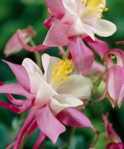 Roots Plants 6 Aquilegia Spring Magic Collection 10.5cm Perennials 11 Roots Plants 6 Aquilegia Spring Magic Collection 10.5cm Perennials