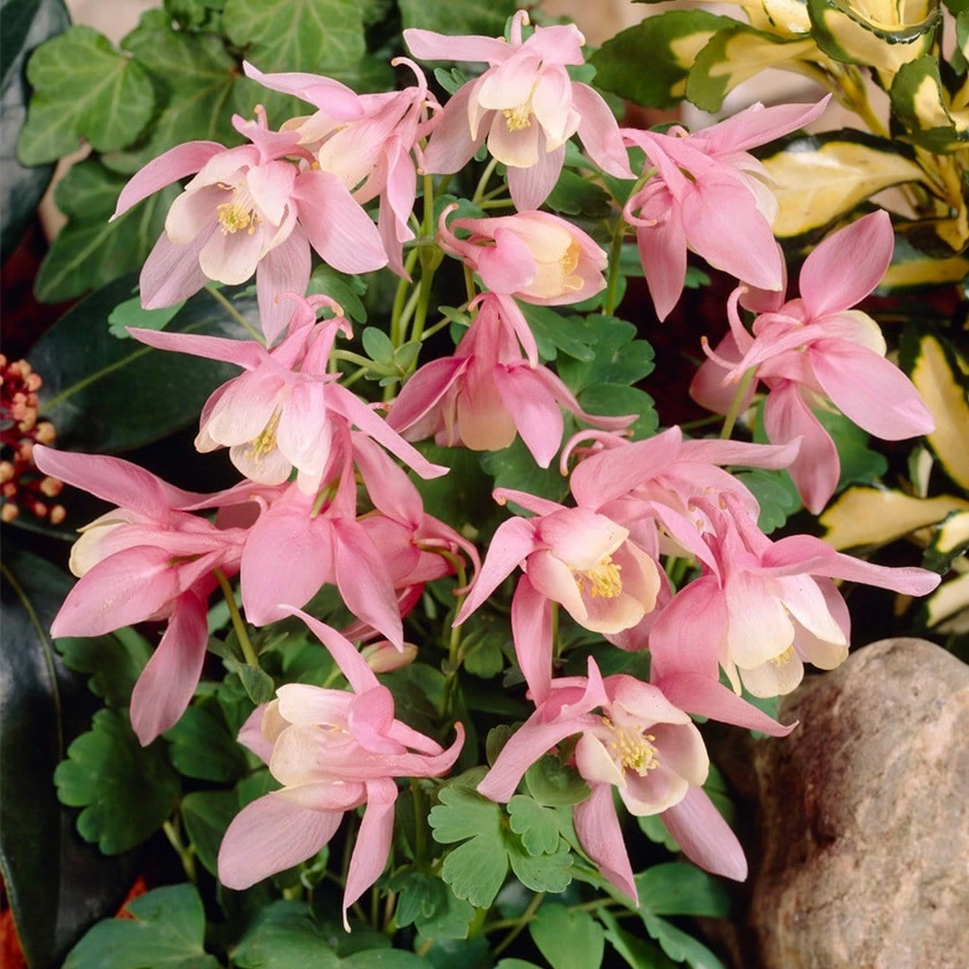 Roots Plants Aquilegia 'Spring Magic Rose & White' Perennials 5 Roots Plants Aquilegia 'Spring Magic Rose & White' Perennials