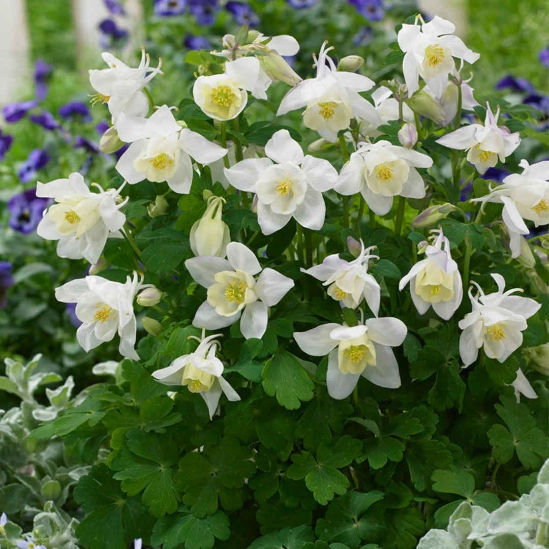 Roots Plants Aquilegia 'Spring Magic White' 4 Roots Plants Aquilegia 'Spring Magic White'