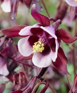 Roots Plants Aquilegia 'William Guiness'