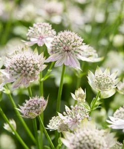 Roots Plants Astrantia 'Florence' Perennials