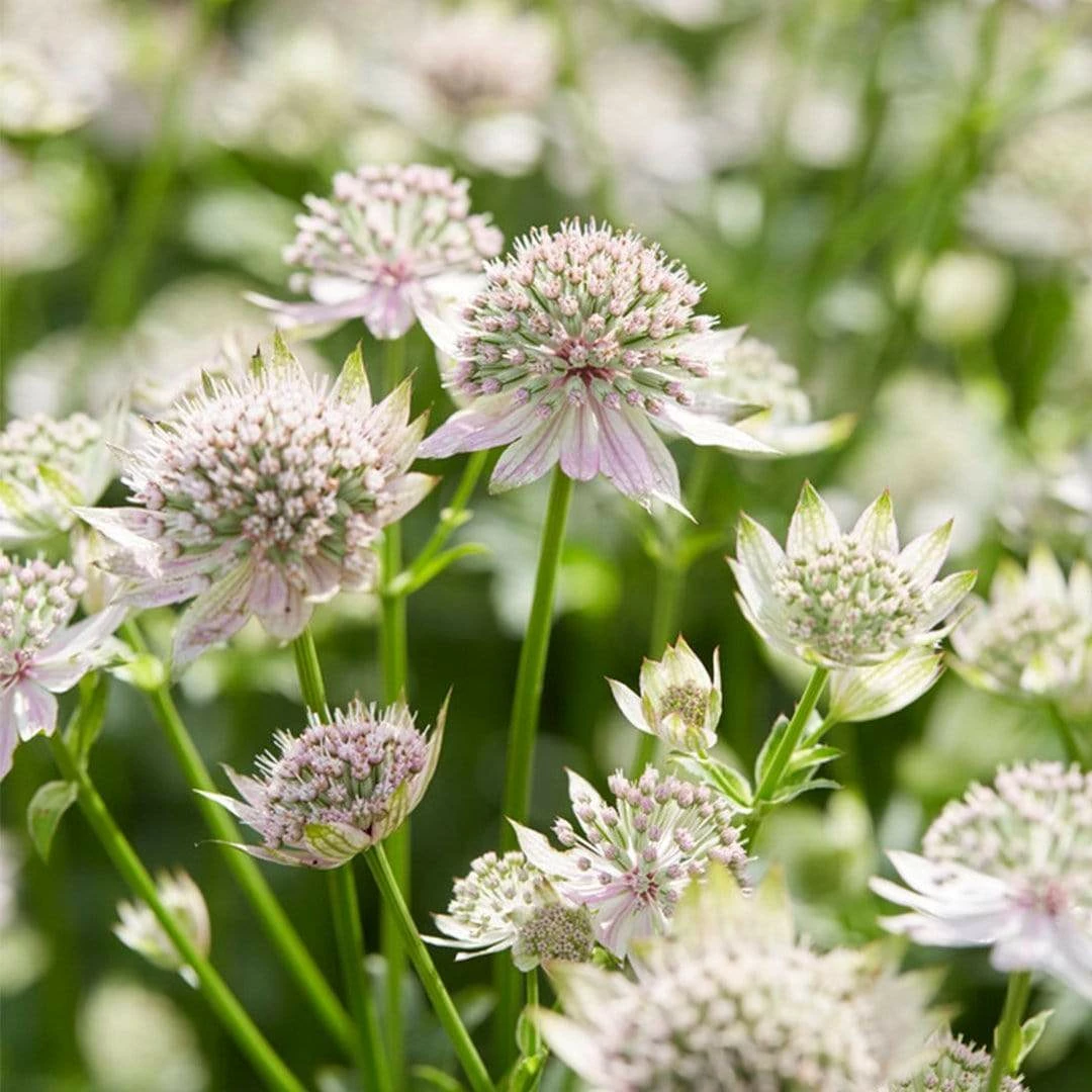 Roots Plants Astrantia 'Florence' Perennials 4 Roots Plants Astrantia 'Florence' Perennials