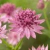 Roots Plants Perennials Astrantia 'Roma' 2 Roots Plants Perennials Astrantia 'Roma'