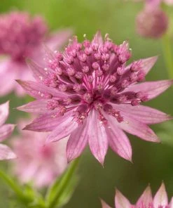 Roots Plants Perennials Astrantia'Roma'