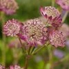 Roots Plants Astrantia 'Star Of Beauty' | 1L Pot Perennials 1 Roots Plants Astrantia 'Star Of Beauty' | 1L Pot Perennials