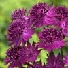 Roots Plants Astrantia 'Venice' | 1L Pot Perennials 2 Roots Plants Astrantia 'Venice' | 1L Pot Perennials