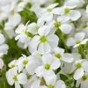 Roots Plants Aubrieta 'Regado White' | 2L Pot Perennials