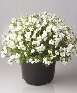 Roots Plants Shop 6 Roots Plants Aubrieta 'Regado White' | 2L Pot Perennials