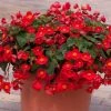 Roots Plants Begonia 'Flamboyant' | 1L Pot Begonias 2 Roots Plants Begonia 'Flamboyant' | 1L Pot Begonias