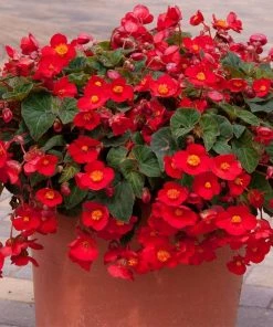 Roots Plants Begonia 'Flamboyant' | 1L Pot Begonias