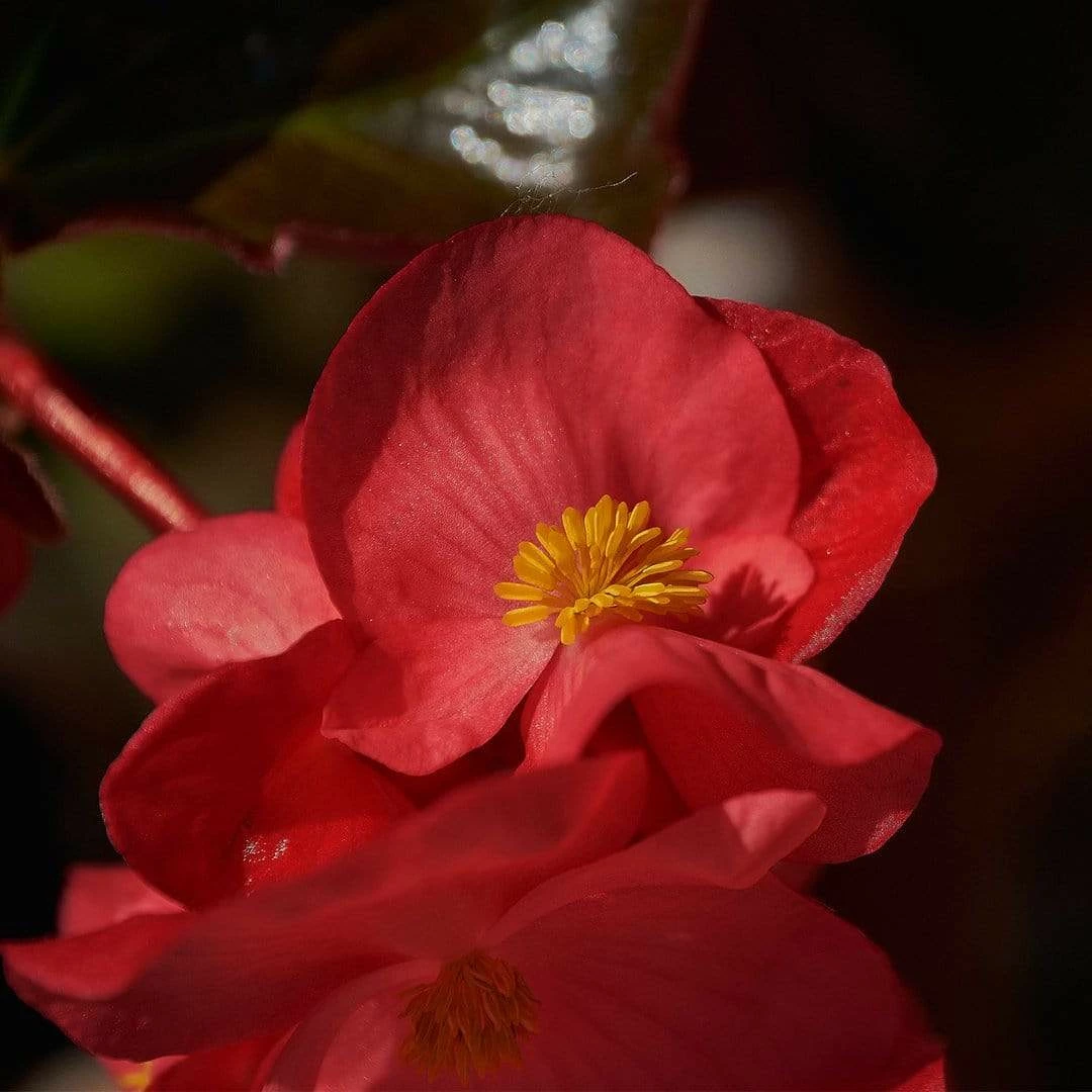Roots Plants Begonia 'MacaRouge' | 1L Pot 4 Roots Plants Begonia 'MacaRouge' | 1L Pot