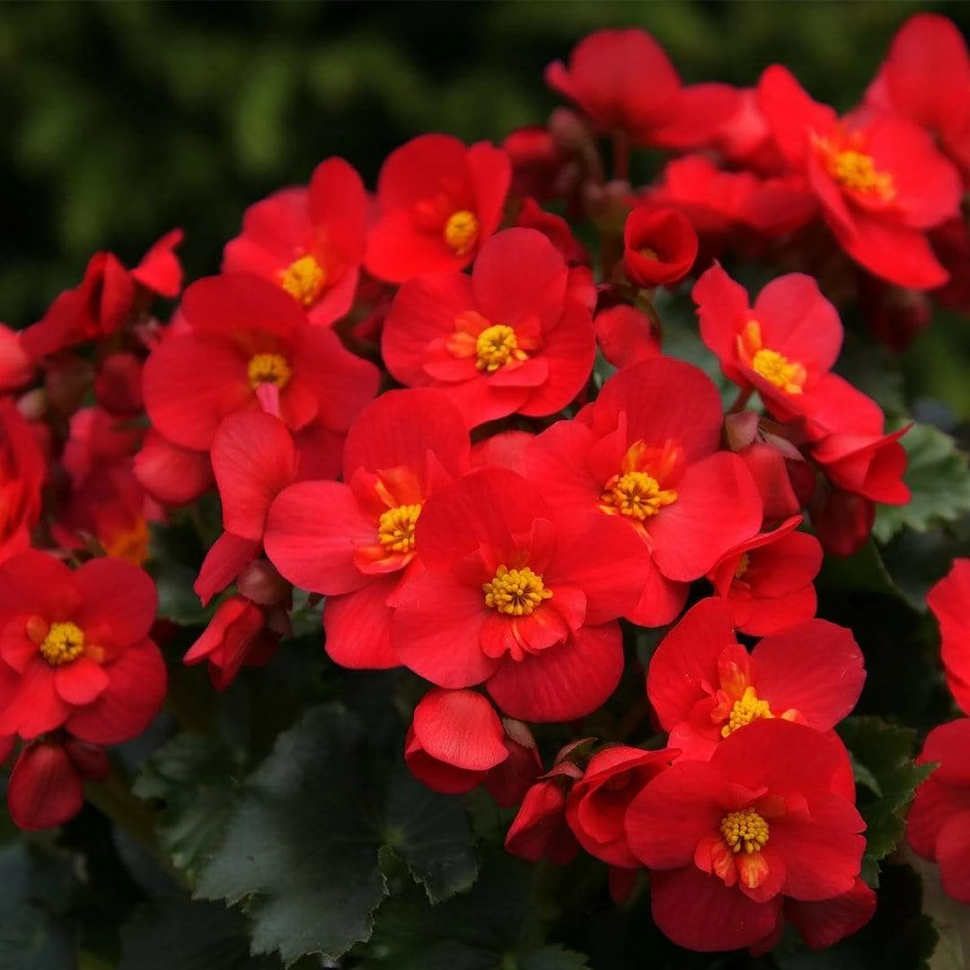 Roots Plants Begonia 'MacaRouge' | 1L Pot 3 Roots Plants Begonia 'MacaRouge' | 1L Pot