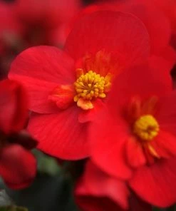 Roots Plants Begonia 'MacaRouge' | 1L Pot 7 Roots Plants Begonia 'MacaRouge' | 1L Pot