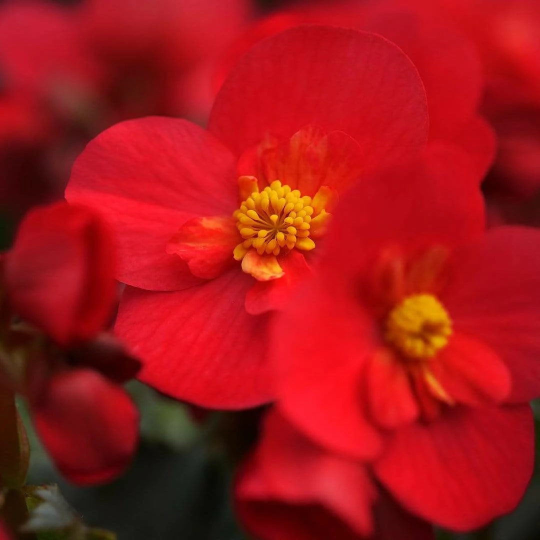 Roots Plants Begonia 'MacaRouge' | 1L Pot 5 Roots Plants Begonia 'MacaRouge' | 1L Pot