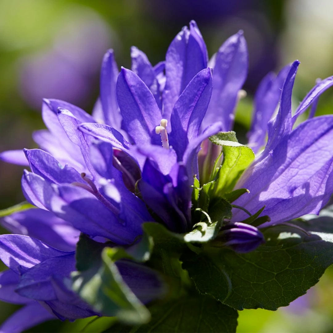 Roots Plants Perennials Campanula 'Acaulis' 4 Roots Plants Perennials Campanula 'Acaulis'
