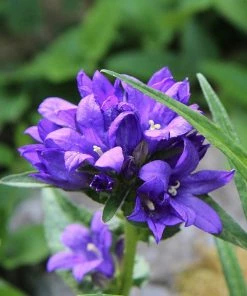 Roots Plants Perennials Campanula 'Acaulis' 7 Roots Plants Perennials Campanula 'Acaulis'