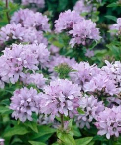 Roots Plants Campanula Collection Perennials