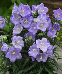 Roots Plants Perennials Campanula 'Takion Blue'