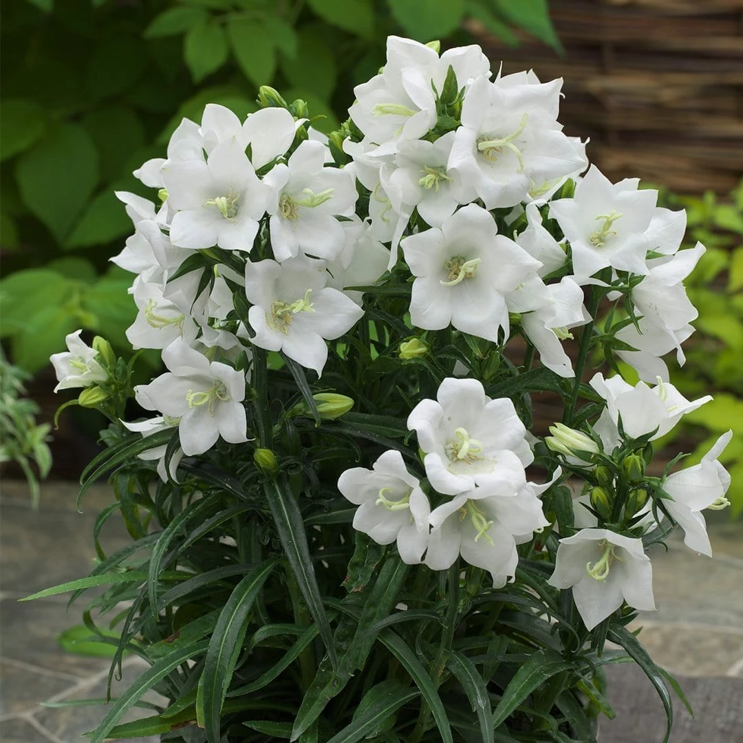 Roots Plants Campanula 'Takion White' 3 Roots Plants Campanula 'Takion White'
