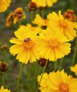 Roots Plants Perennials Coreopsis 'Corey Single Gold'