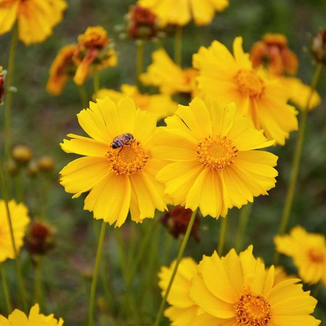 Roots Plants Perennials Coreopsis 'Corey Single Gold' 4 Roots Plants Perennials Coreopsis 'Corey Single Gold'