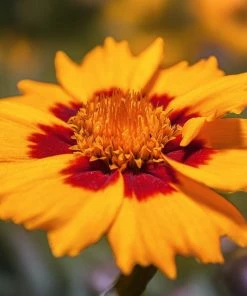 Roots Plants Coreopsis Lanceolata 'Sterntaler' Perennials