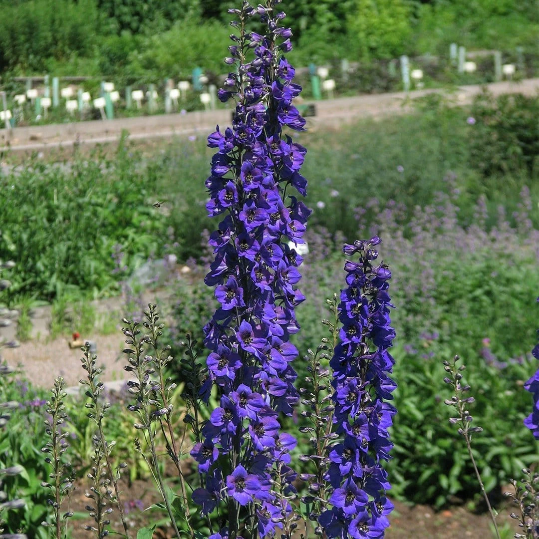 Roots Plants Delphinium 'Black Knight' | 10.5cm Pot Perennials 3 Roots Plants Delphinium 'Black Knight' | 10.5cm Pot Perennials