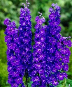 Roots Plants Delphinium 'Faust' | 1L Pot Perennials