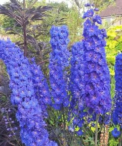 Roots Plants Delphinium 'Faust' | 1L Pot Perennials