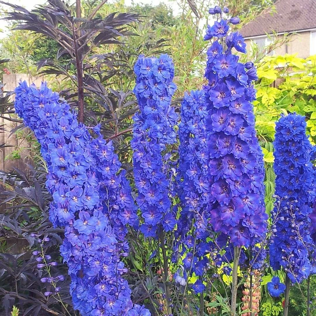 Roots Plants Delphinium 'Faust' | 1L Pot Perennials 4 Roots Plants Delphinium 'Faust' | 1L Pot Perennials