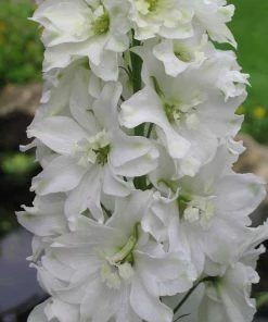 Roots Plants Delphinium 'Galahad' | 10.5cm Pot 7 Roots Plants Delphinium 'Galahad' | 10.5cm Pot
