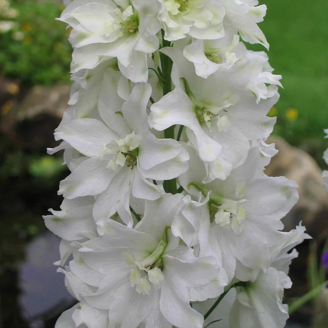 Roots Plants Delphinium 'Galahad' | 10.5cm Pot 5 Roots Plants Delphinium 'Galahad' | 10.5cm Pot