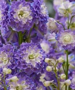 Roots Plants Delphinium'Highlander Bolero' | 1L Pot