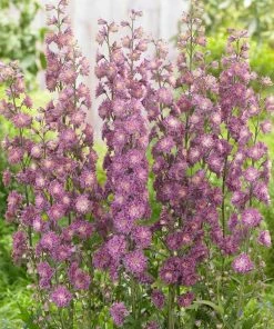 Roots Plants Delphinium 'Highlander Flamenco' | 1L Pot Perennials