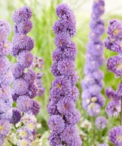 Roots Plants Delphinium 'Highlander Purple Surprise' | 1L Pot