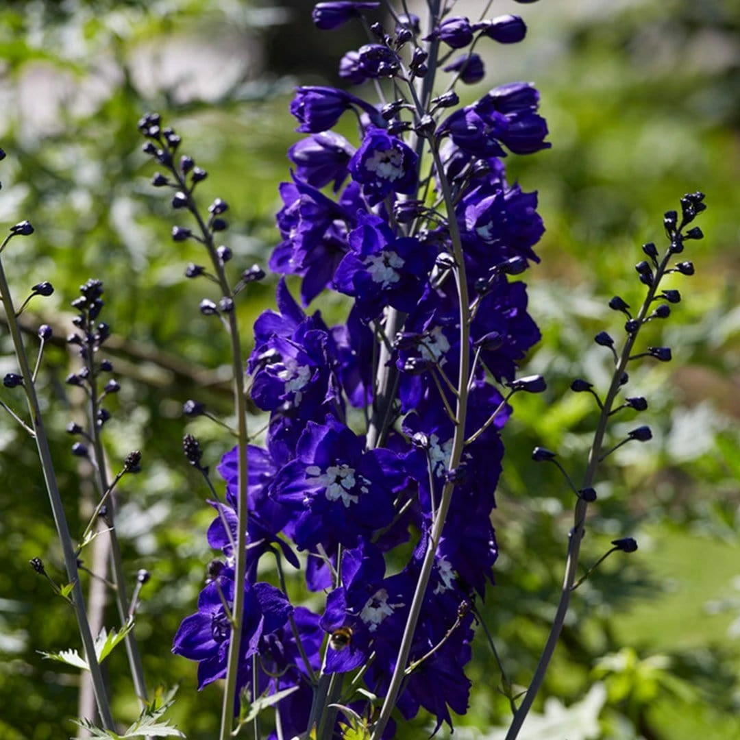 Roots Plants Delphinium 'King Arthur' | 10.5cm Pot 4 Roots Plants Delphinium 'King Arthur' | 10.5cm Pot