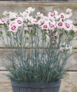 Roots Plants Perennials Dianthus Cocktail Collection | 4 X 2L Pot
